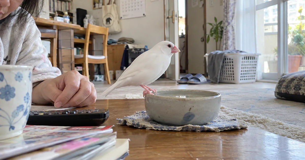食卓の水入れのふちにとまる白文鳥