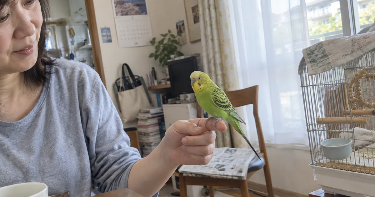 指にとまるセキセイインコ