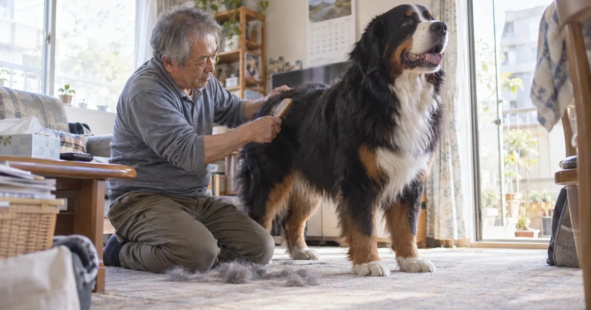 リビングの床でバーニーズマウンテンドッグをブラッシングする年配の男性